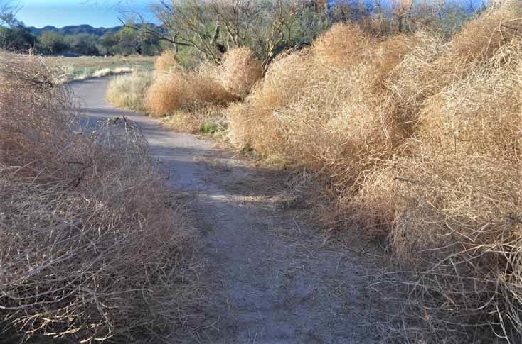trail